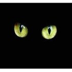 The Black Cat