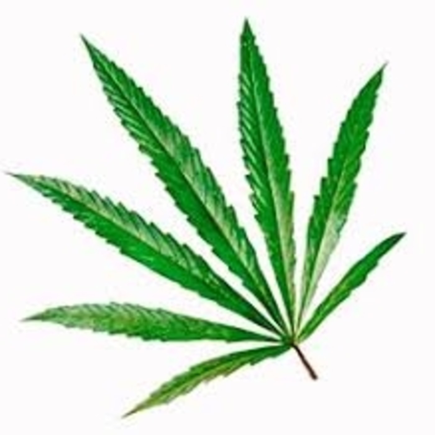 CANNABISCULTIVO RadioLaGanja MARIHUANANATURAL1-19