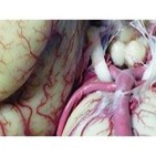 GENERALIDADES DE ANATOMIA: Circulación mayor y menor