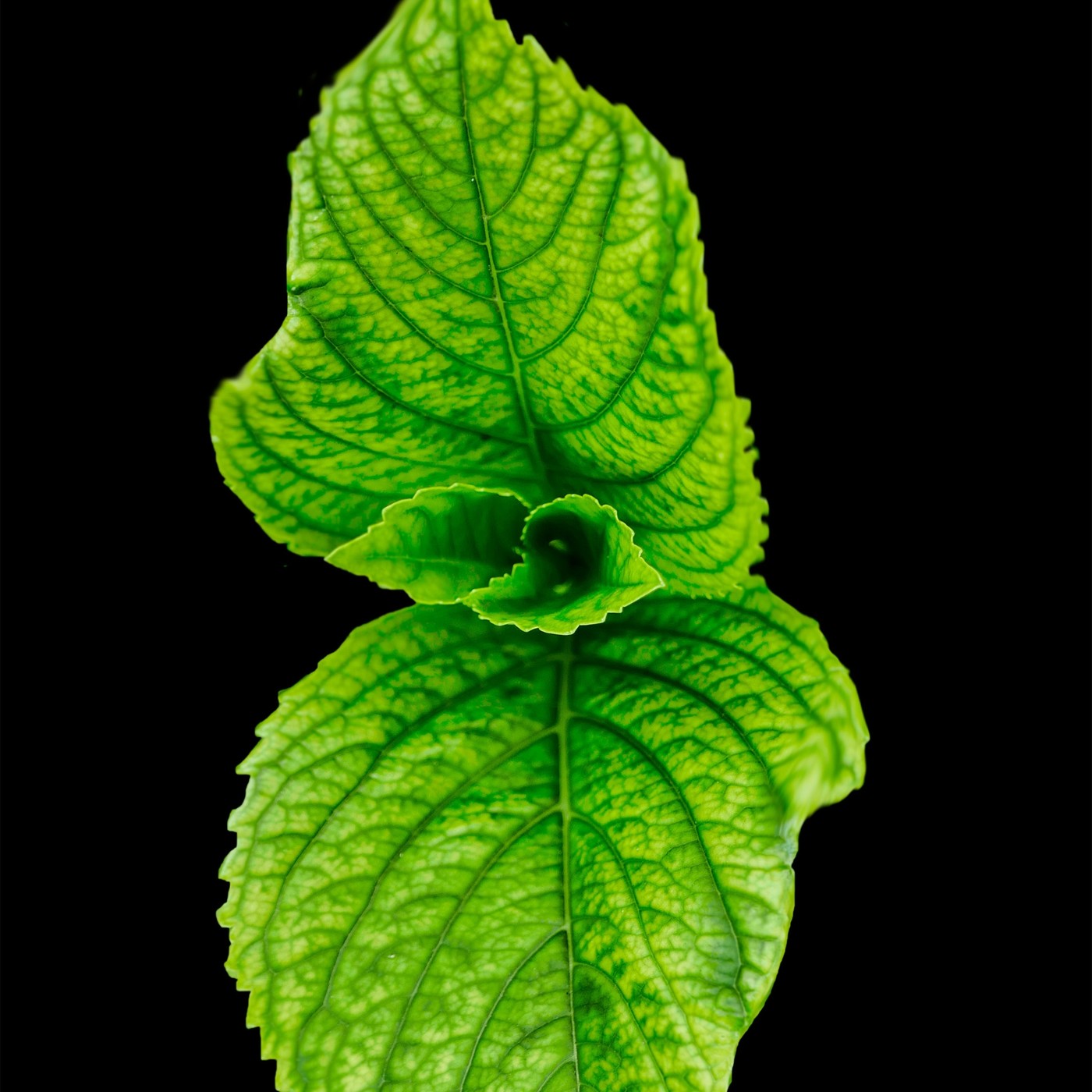 POESIA: MILLONES DE CANCIONES