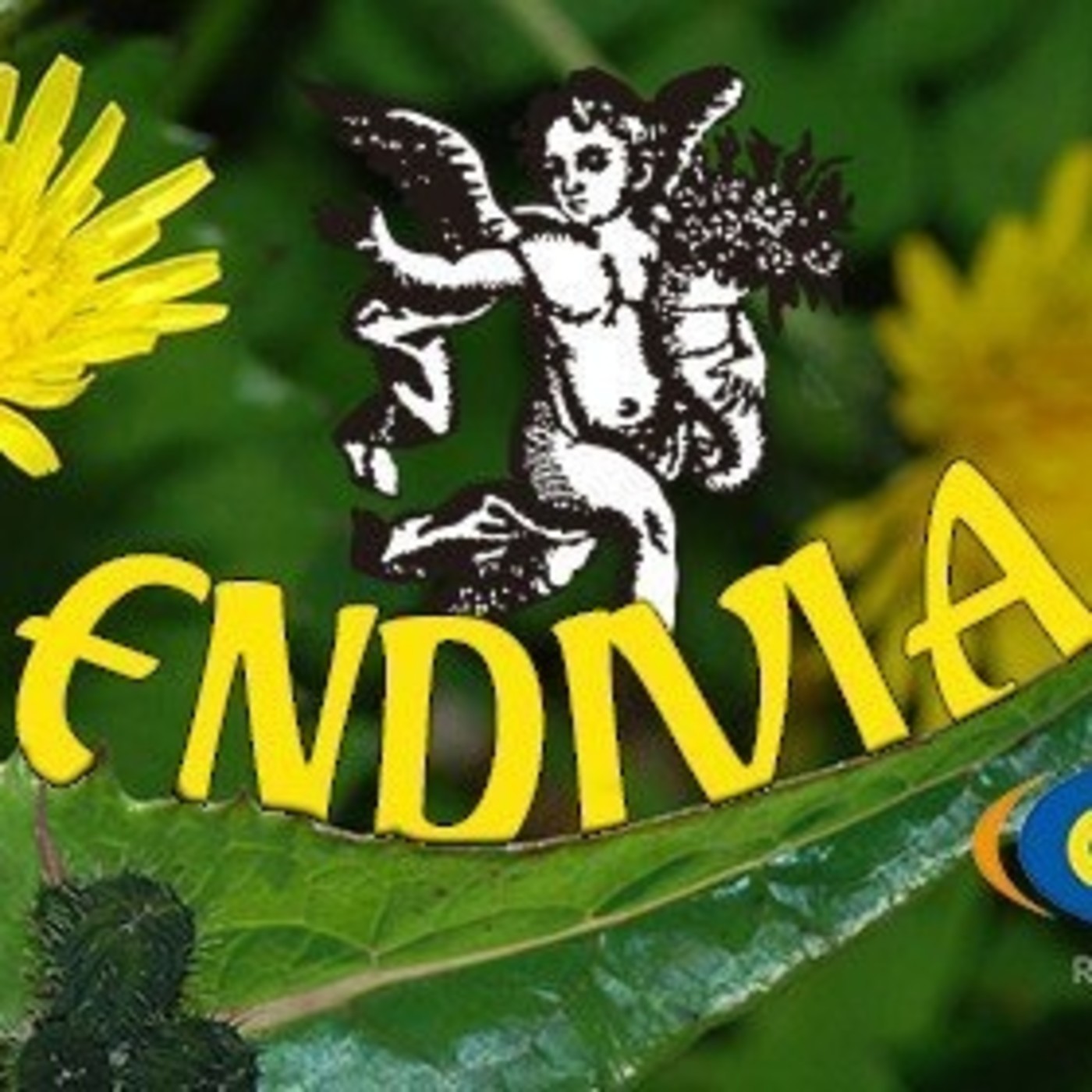El Ángel de tu Salud - ENDIVIA