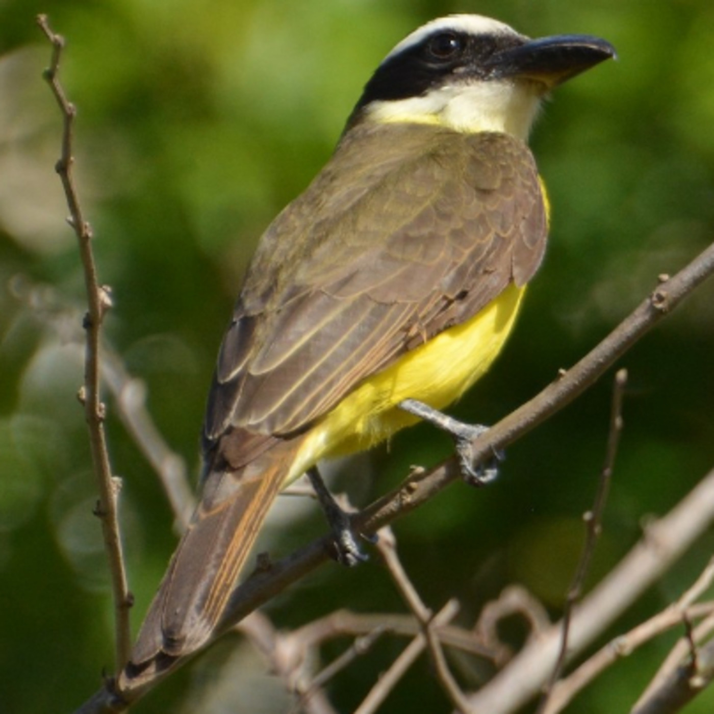 Estudio de Aves Ecojugando