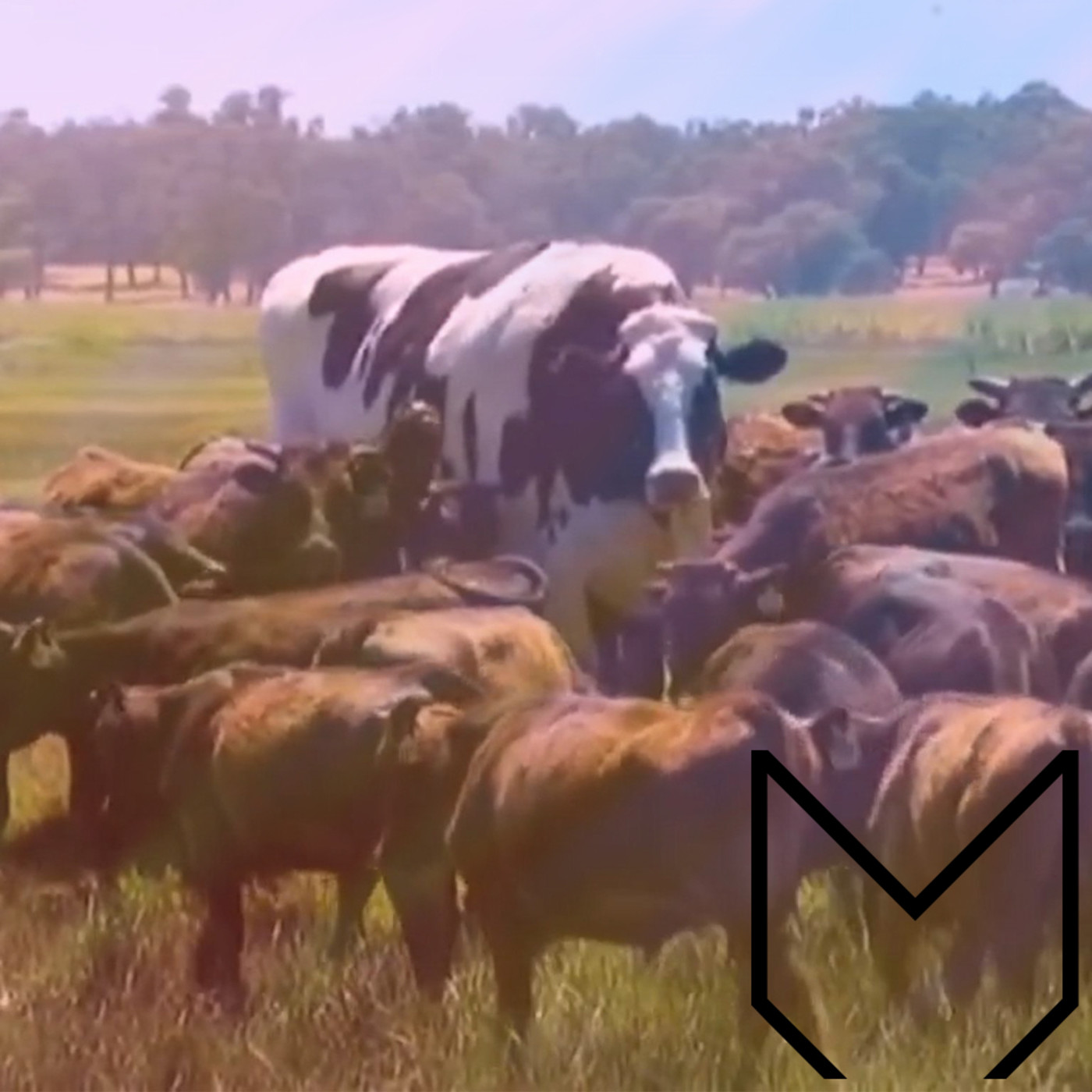 Mojoverso
