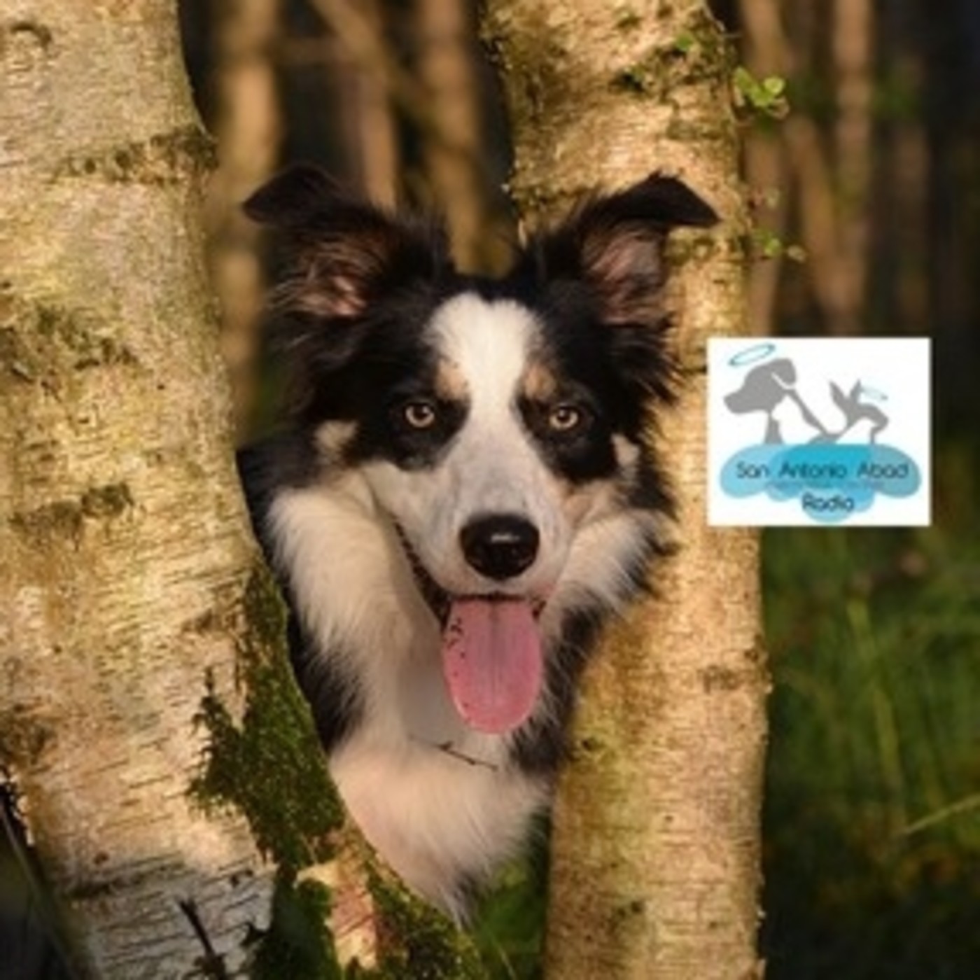 Podcast Mascotero - Mundo animal
