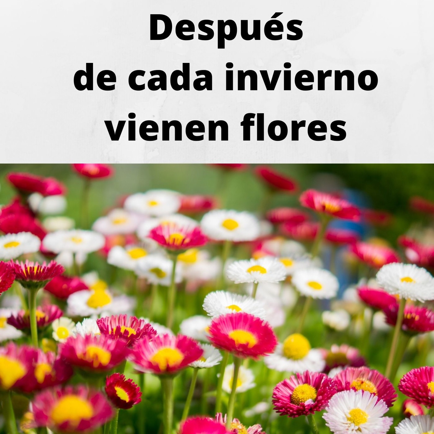 Después de cada invierno, vienen flores