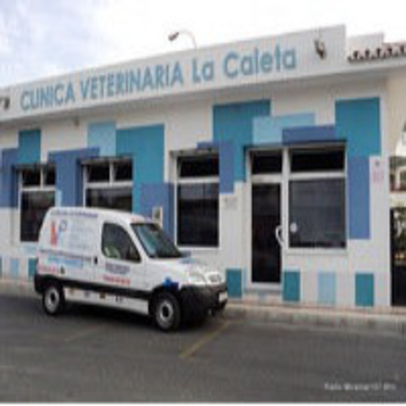 Entre perros y gatos