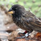 La Brújula de la Ciencia s07e42: Los pinzones de las islas Galápagos y el nacimiento de una nueva especie