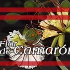 El Ángel de tu Salud - FLOR DE CAMARÓN *