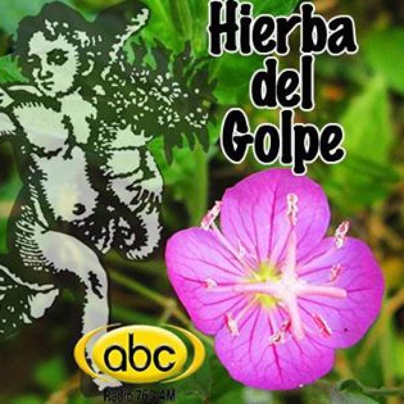 EL ÁNGEL DE TU SALUD- Rodrigo Mondragón - HIERBA DEL GOLPE