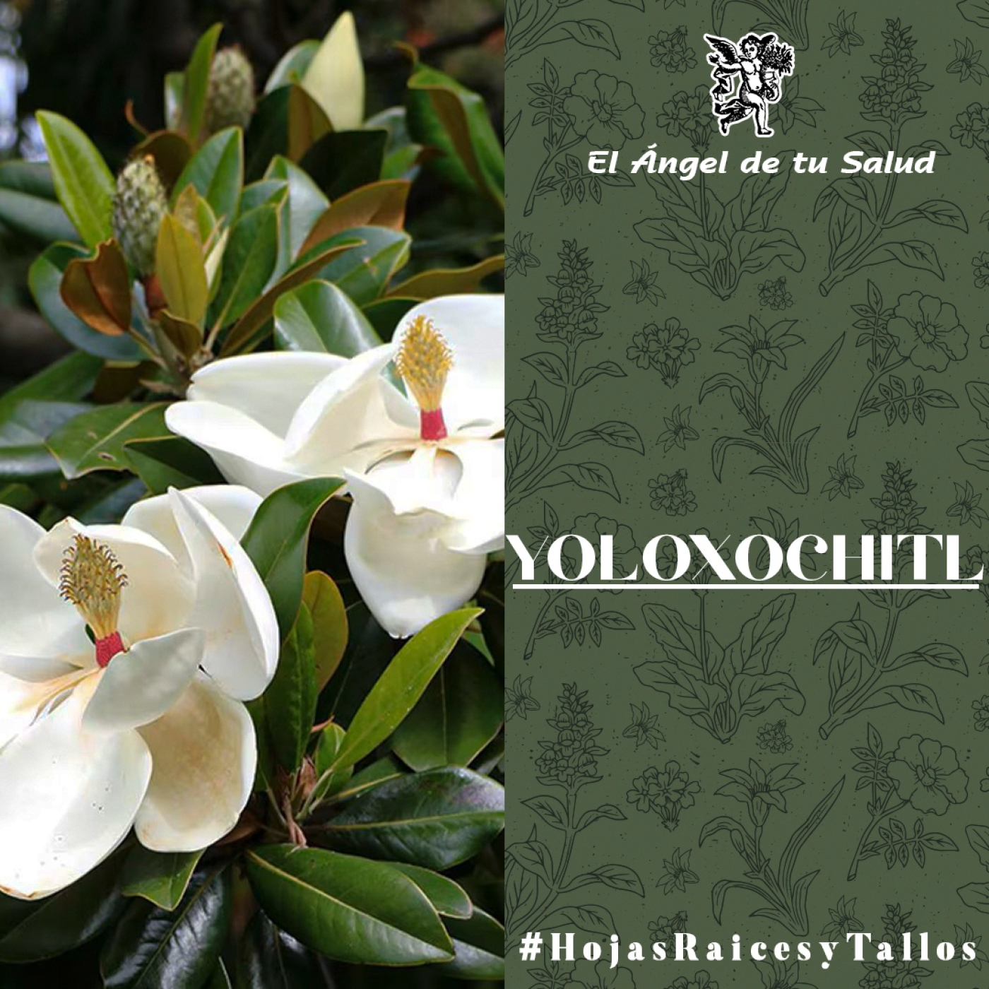 El Ángel de tu Salud - Yoloxochitl** episode artwork
