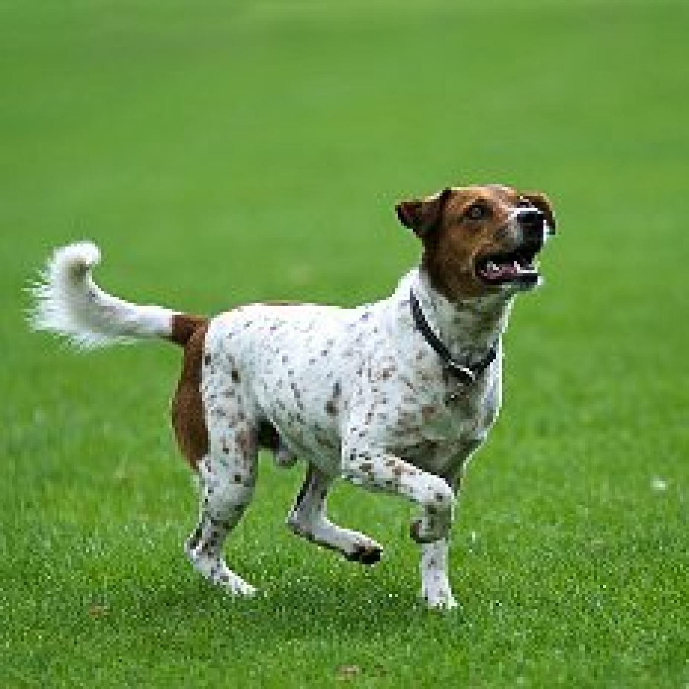 Podcast de Mi Perro Educado
