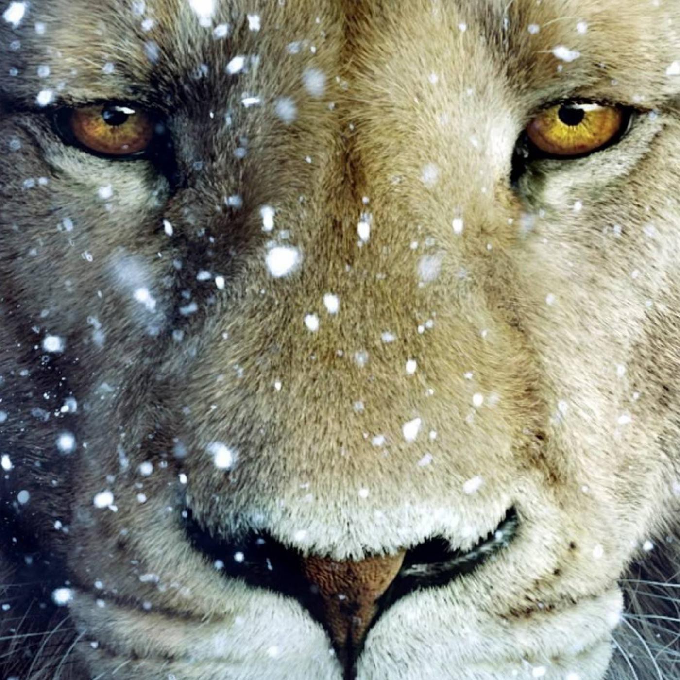 Inka Tuaria Contenidos