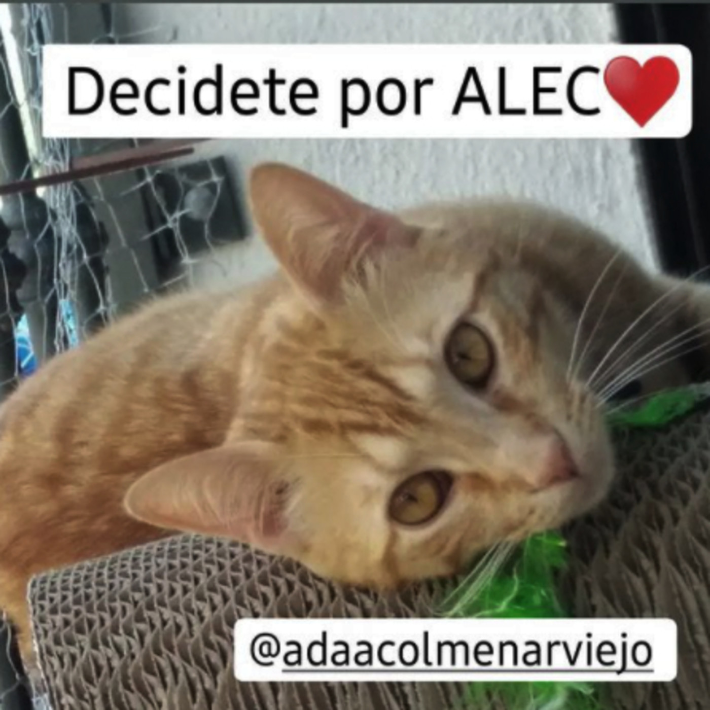 LOS GATOS DOMINARÁN EL MUNDO