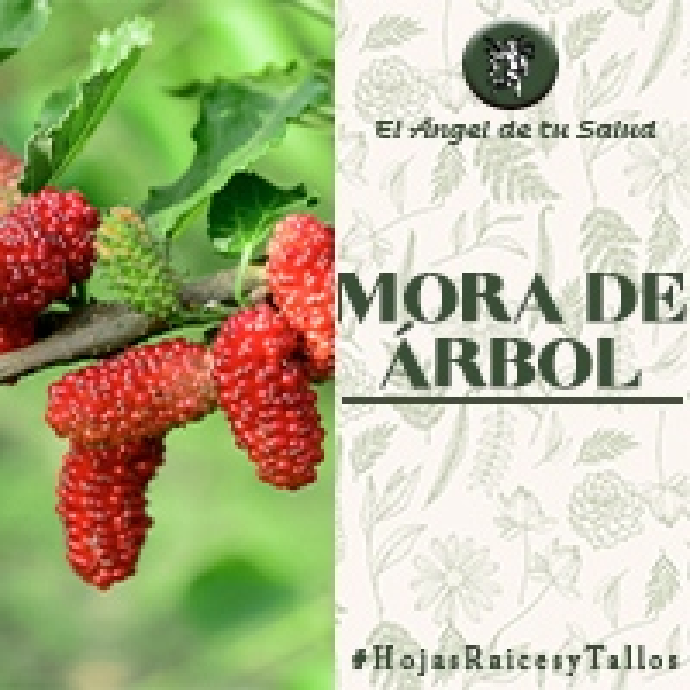 El Ángel de tu Salud - Mora de Árbol** episode artwork