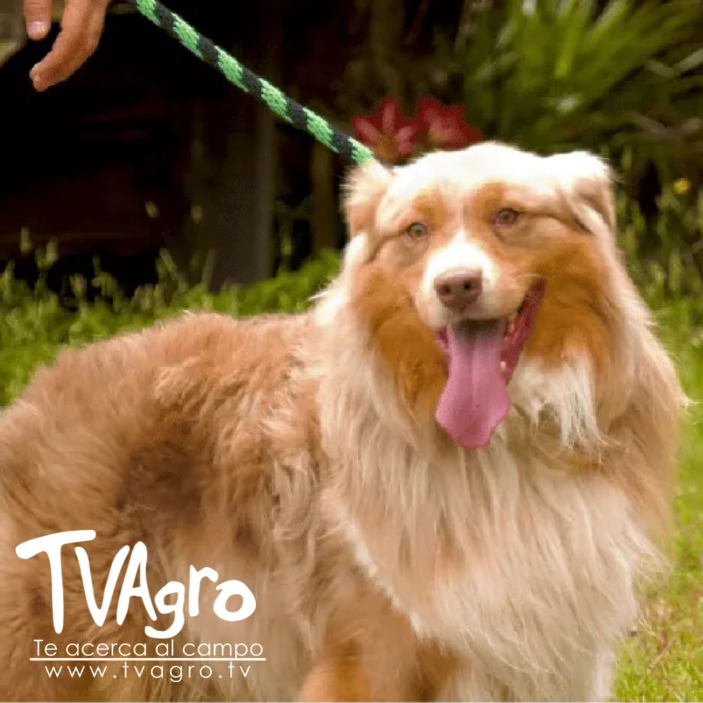 TV AGRO