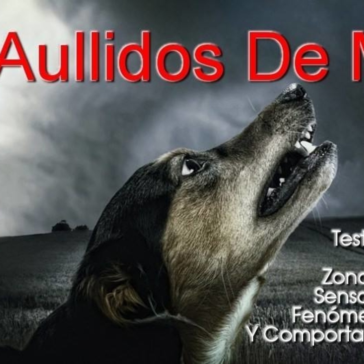 "Testimonio Luz" Aullidos Perro, Golpes, Fenómenos - Sección Eva Carrasco TDLD RADIO episode artwork