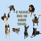 8 razas de perros que no deberías tener