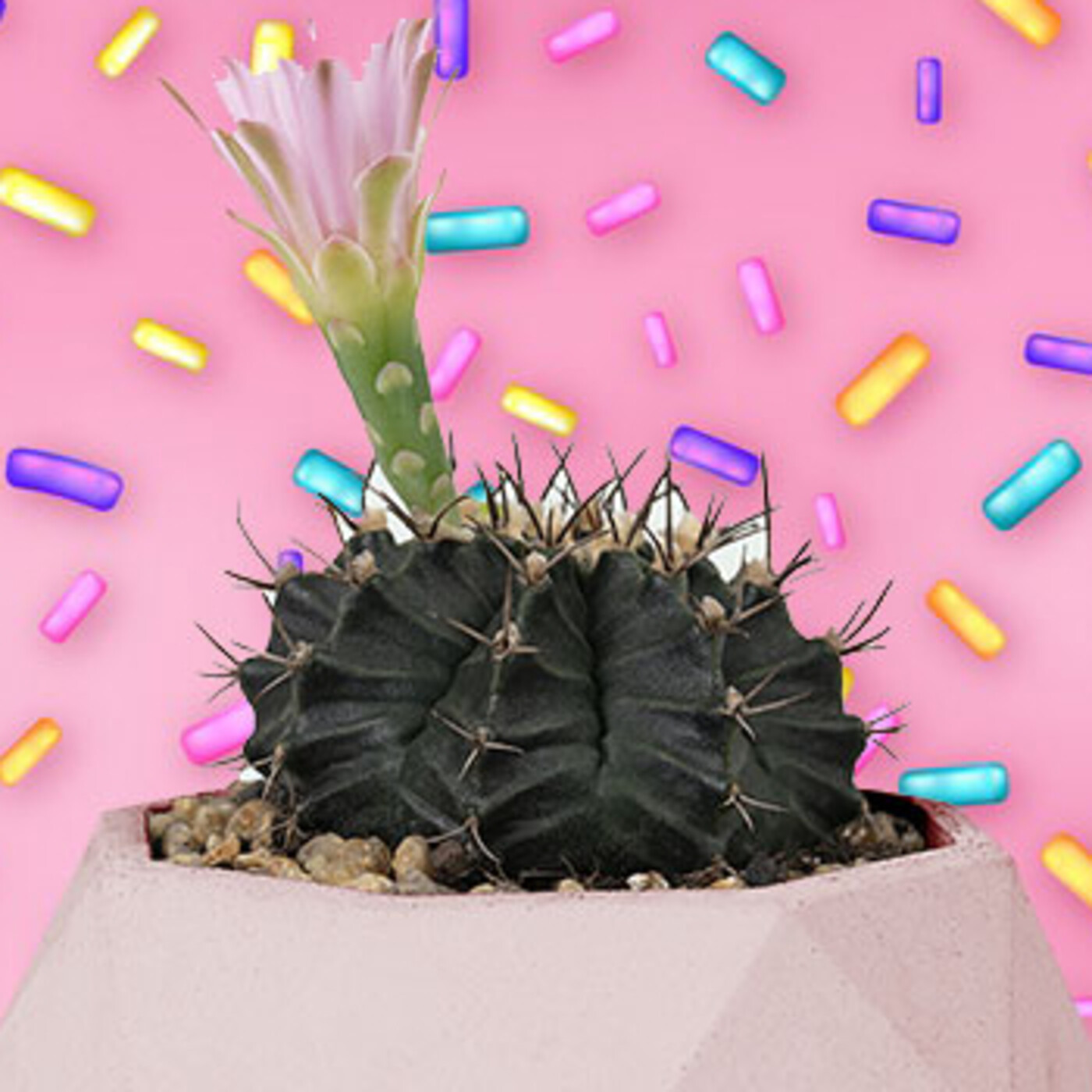 Cactus Confetti