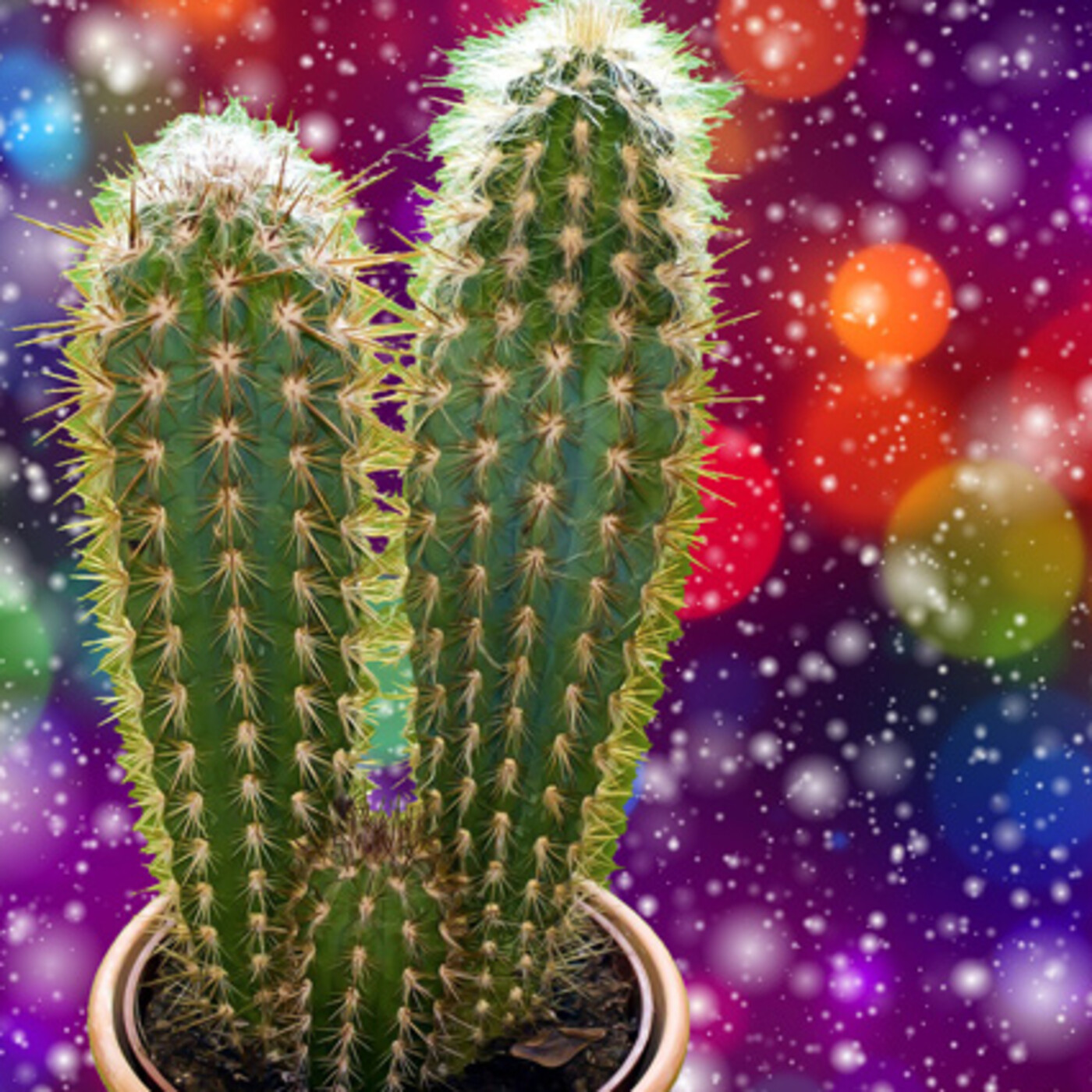 Cactus Confetti