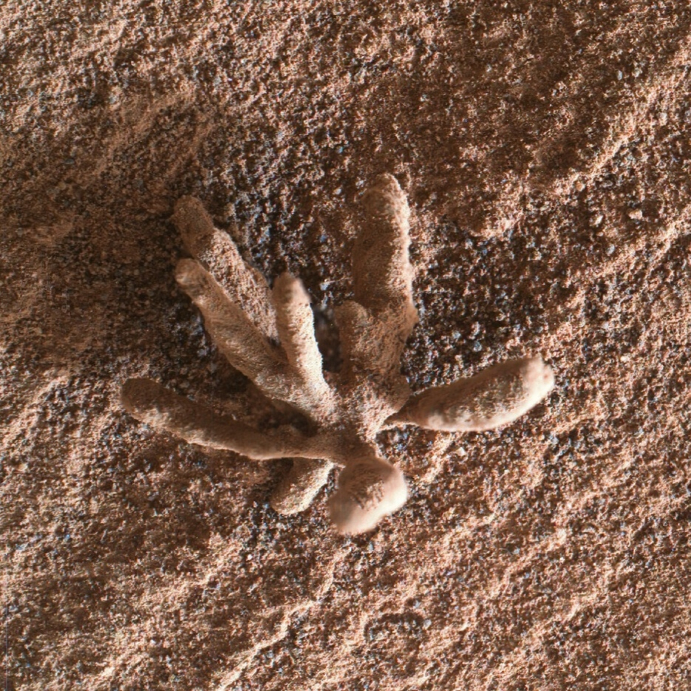 368 - Universo Actualidad: La "Flor" hallada por la Curiosity en Marte y otras interesantes noticias - Episodio exclusivo para mecenas