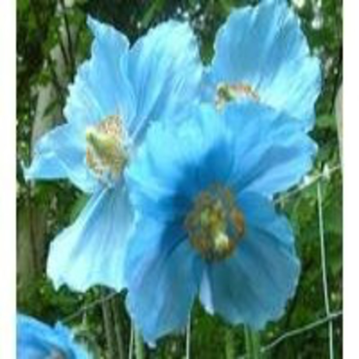 Podcast Via Innernet