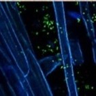 Fascinacion por las Plantas - 167 - Microbioma de las Plantas