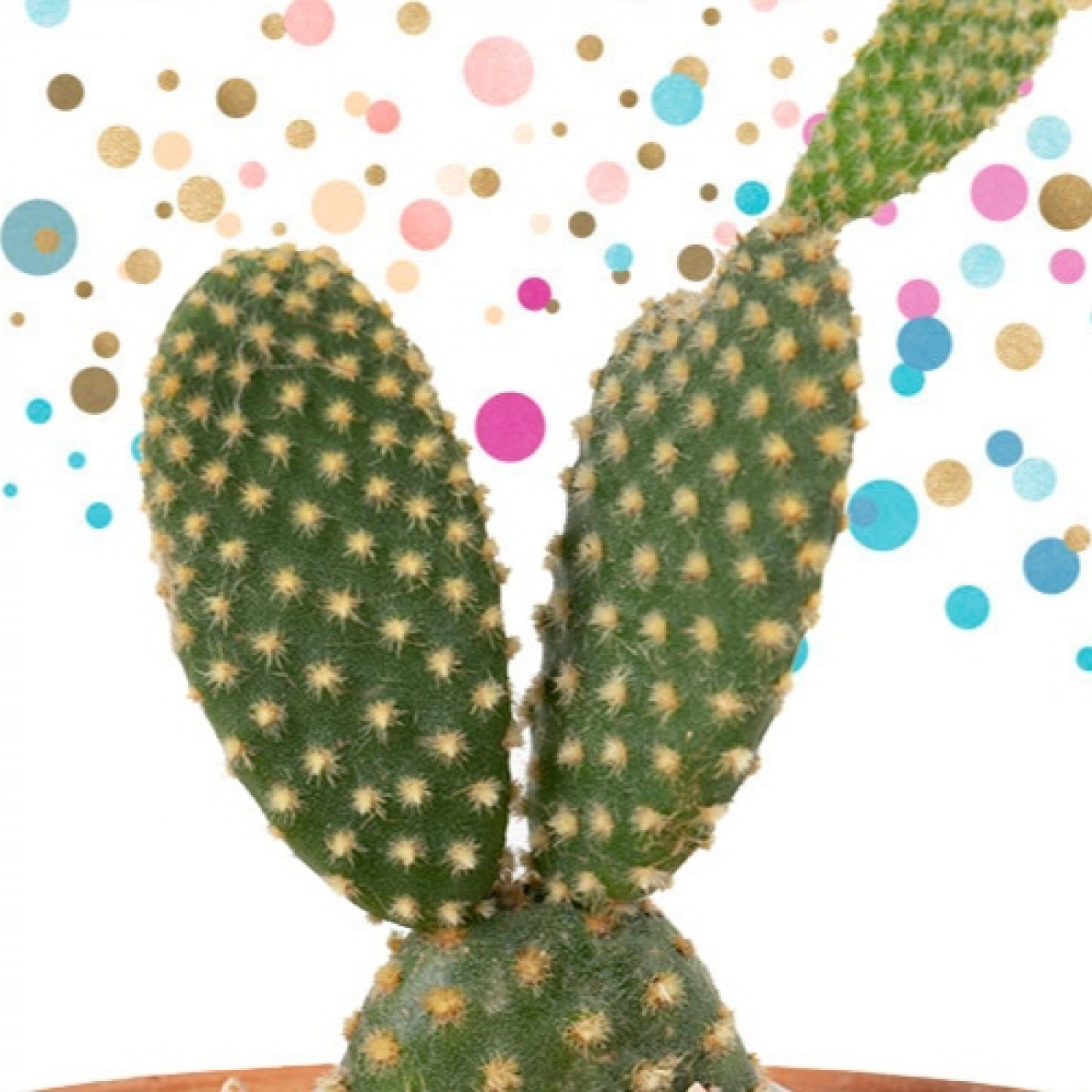 Cactus Confetti