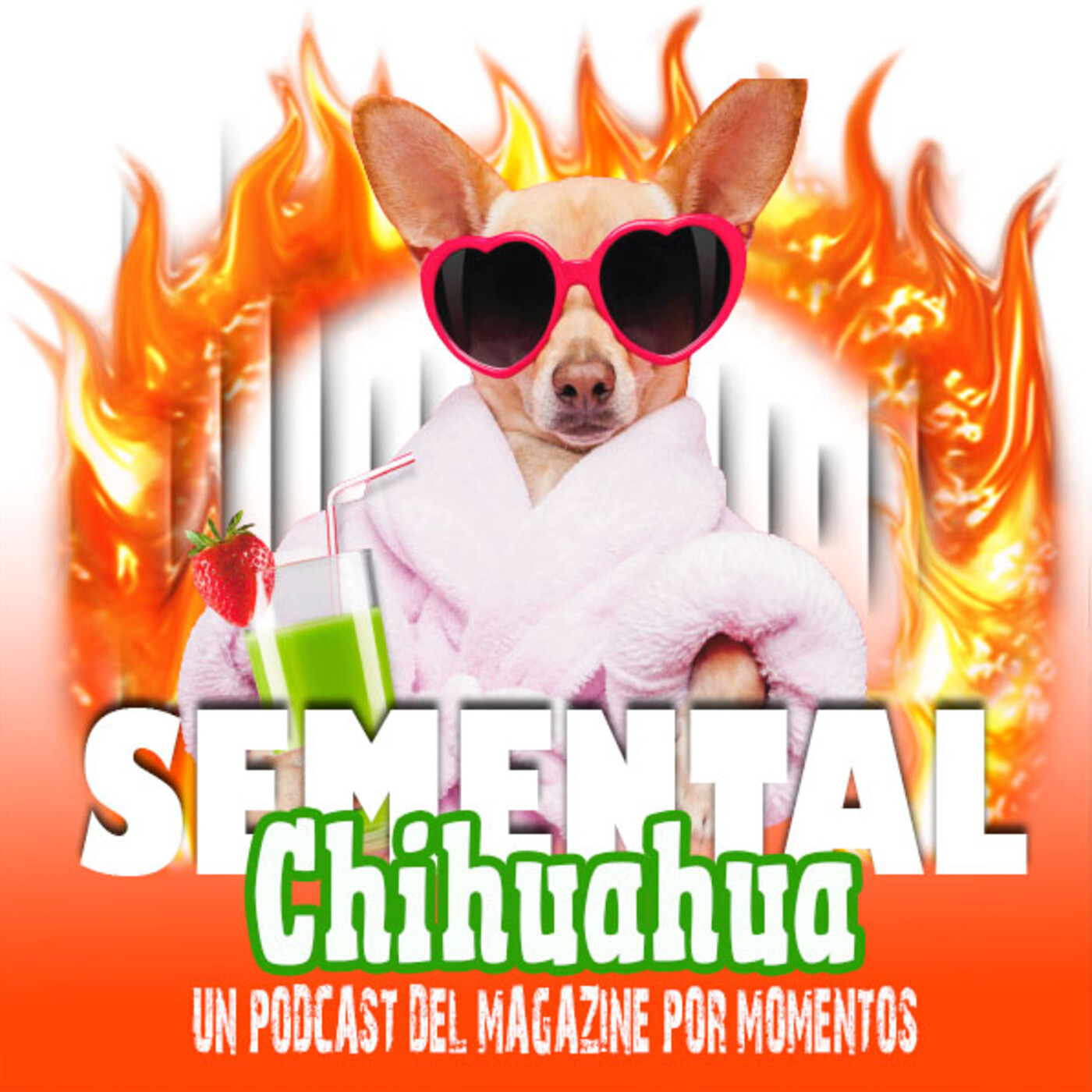 Semental Chihuahua