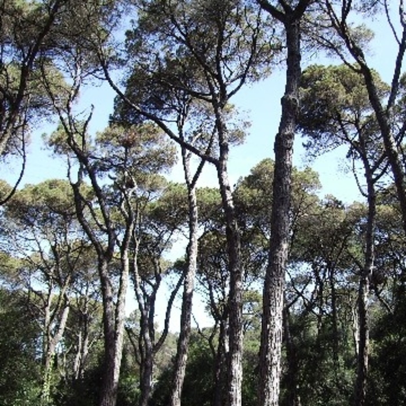 COMPETIC2 CURS 18/19