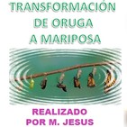 Taller Transformación de oruga a mariposa - 1 Parte