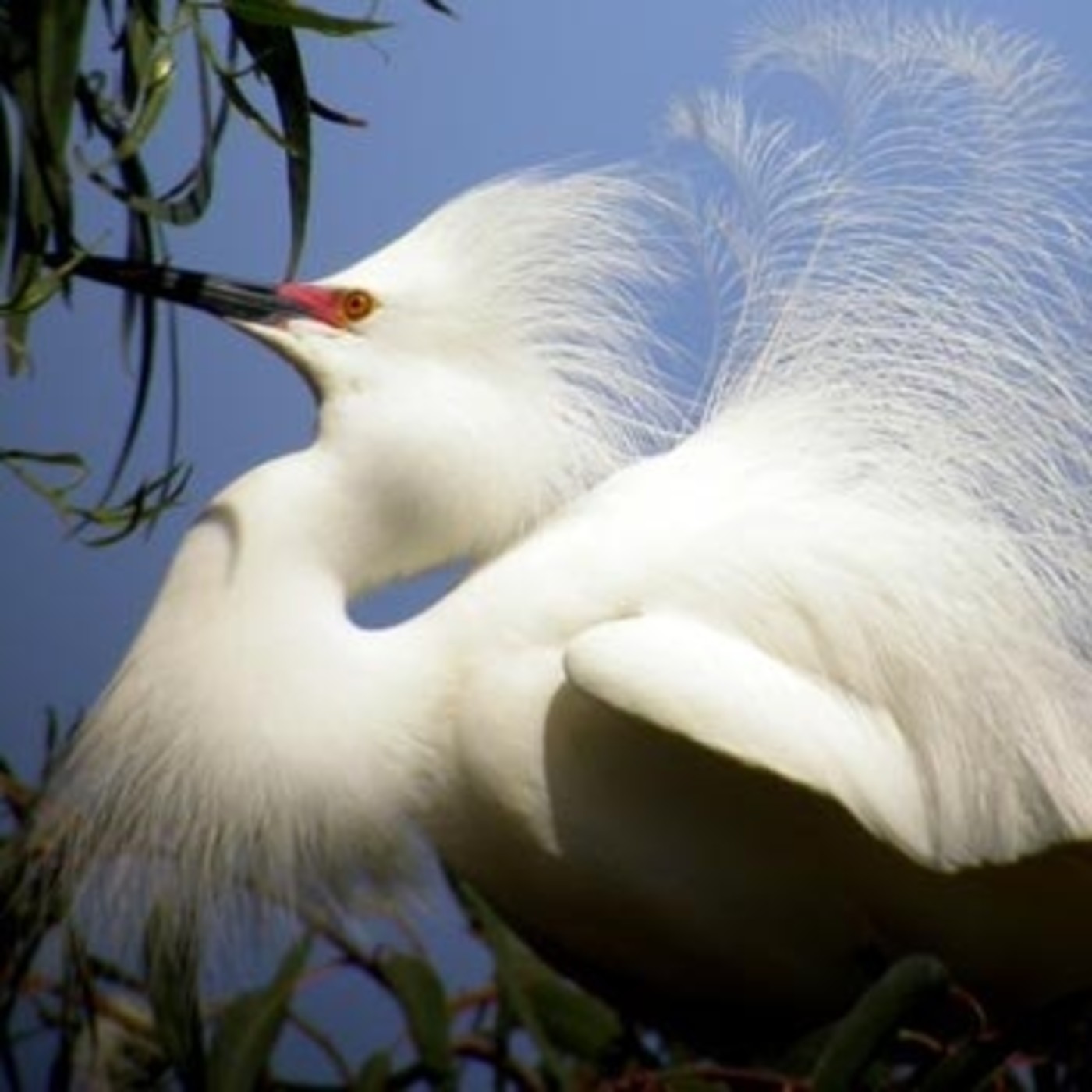 Estudio de Aves Ecojugando