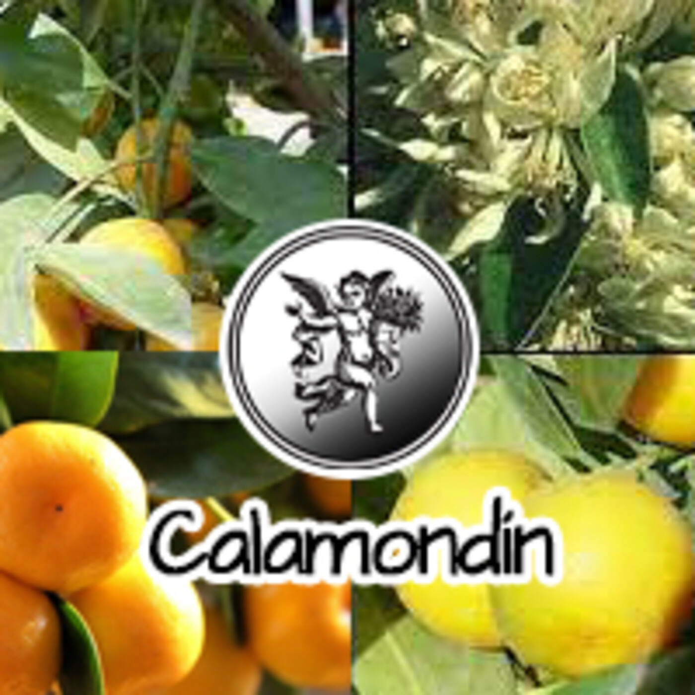 El Angel de tu Salud - CALAMONDÍN **** episode artwork
