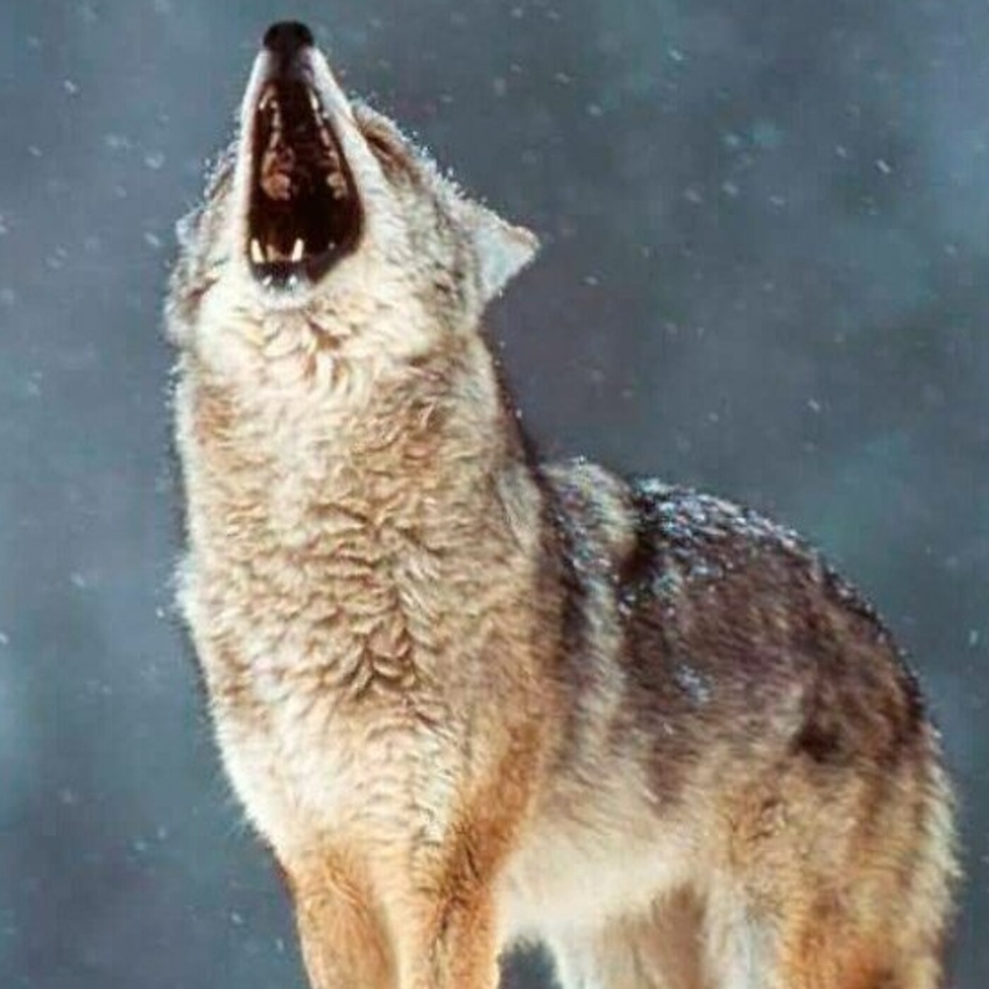 Radio Lobo