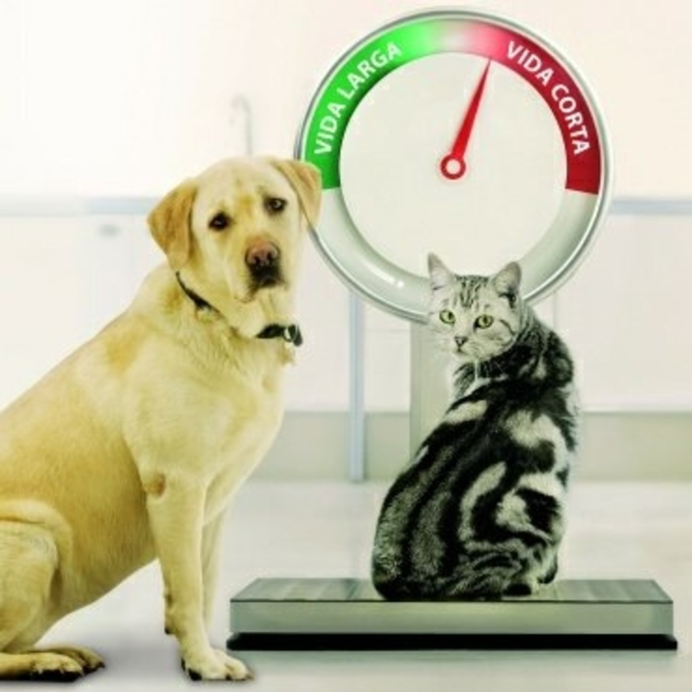Nuestras Mascotas - Sobrepeso