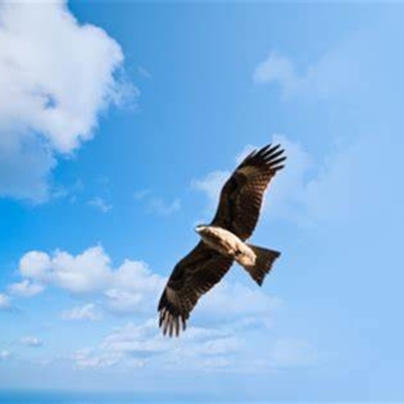 Cuentos Que Te Acarician - José Carlos Bermejo