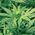 Marihuana Medicinal
