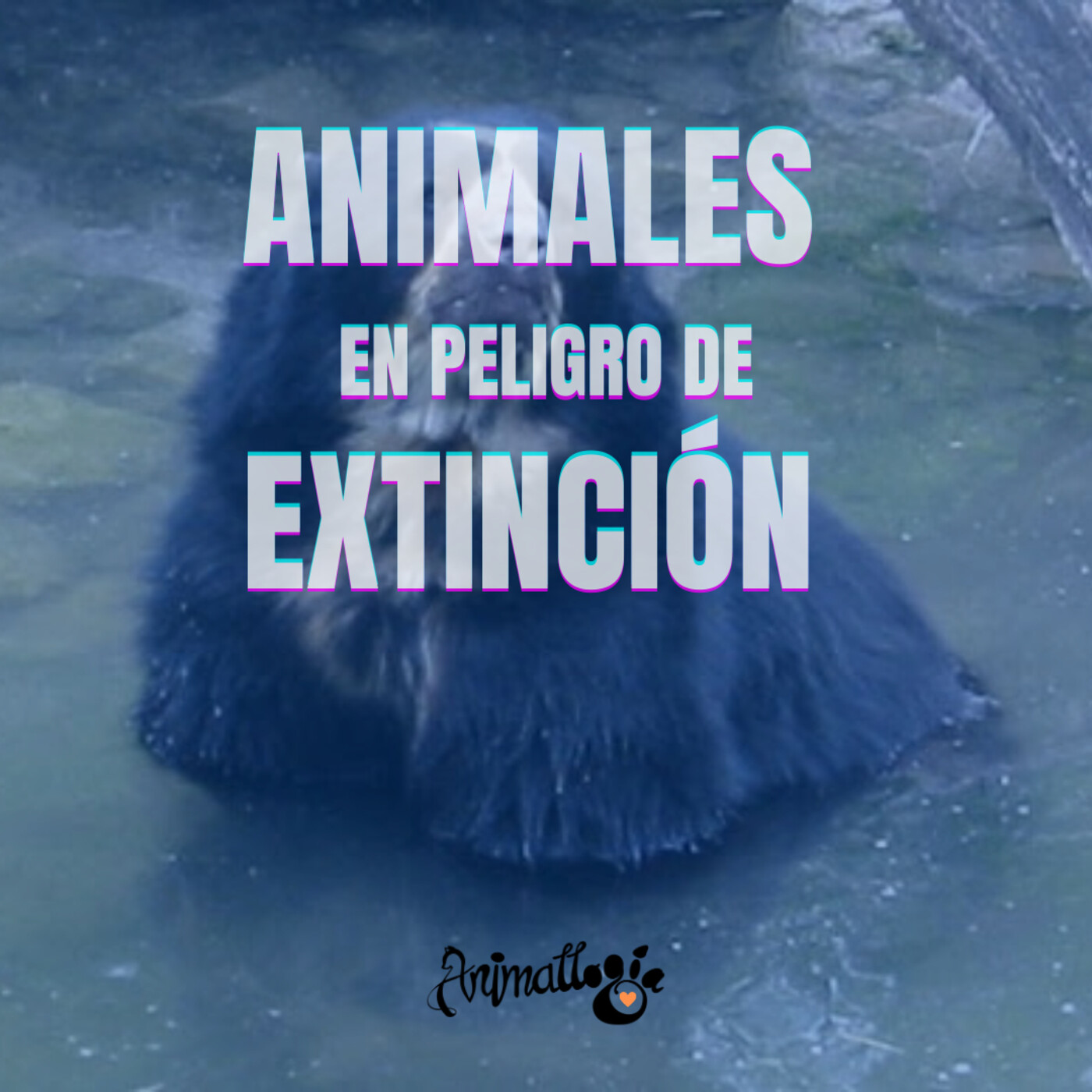 Animallogía