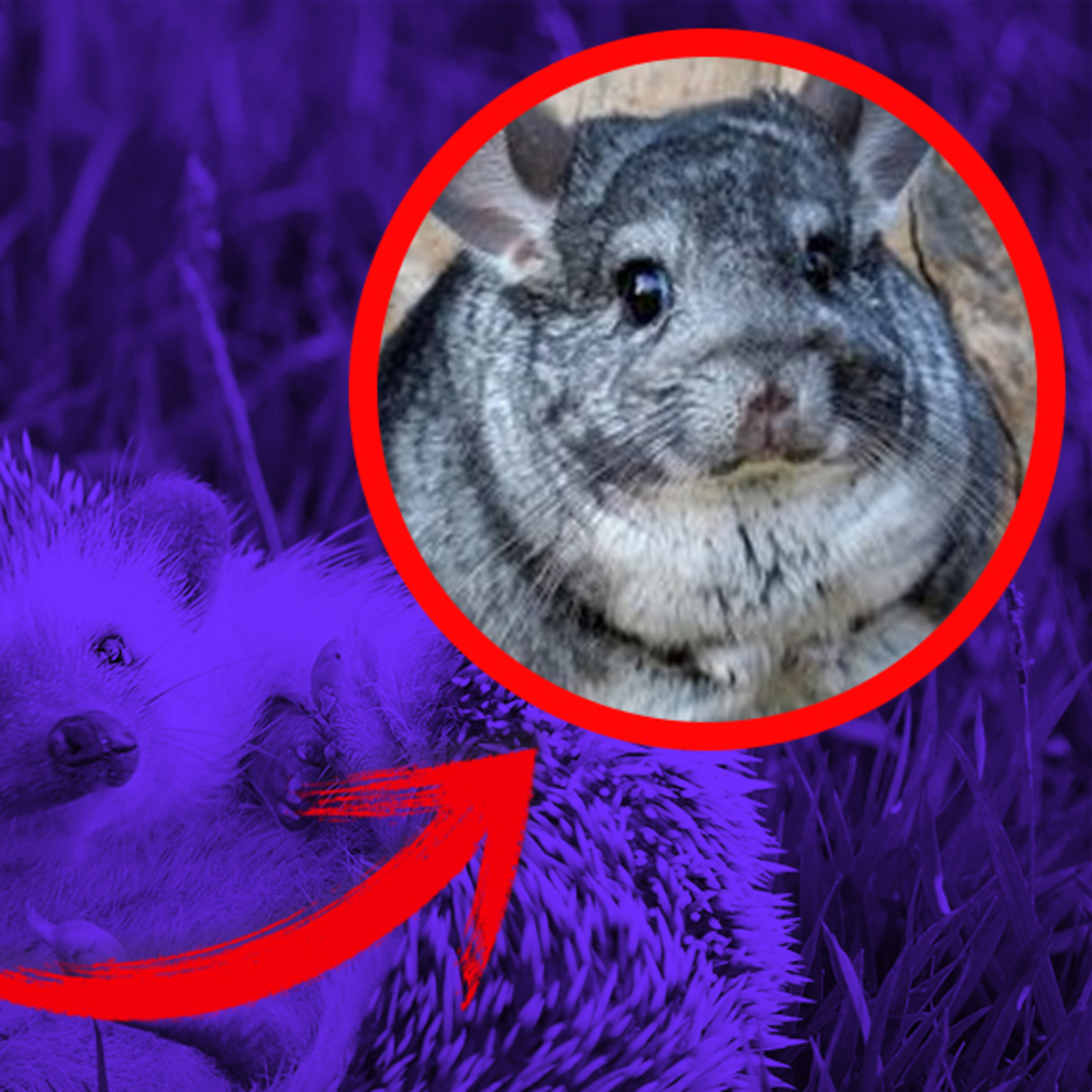 ATOPE Animales