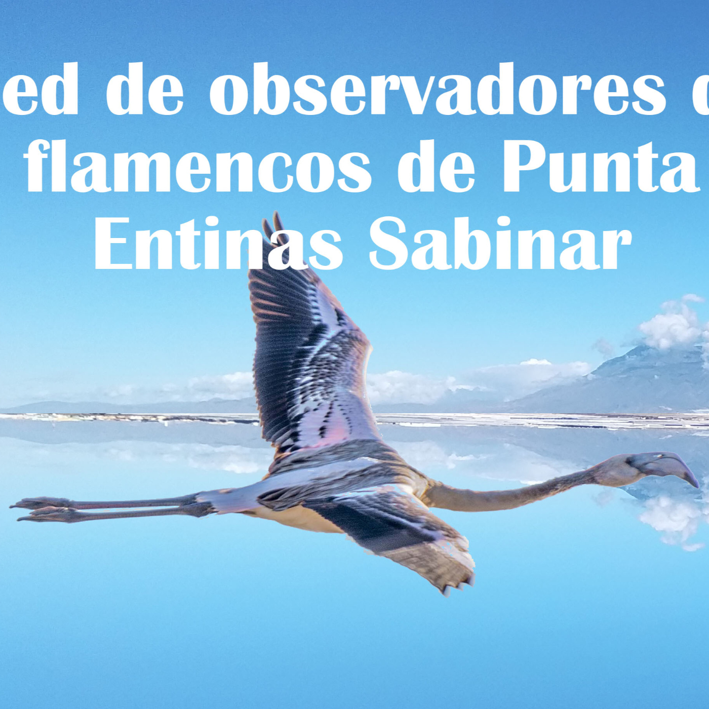 Red de observadores de flamencos en Canal Sur radio episode artwork