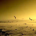Cap 77: El sentido de tener un sentido.