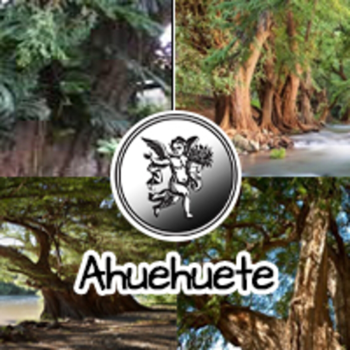 El Ángel de tu Salud - AHUEHUETE **** episode artwork
