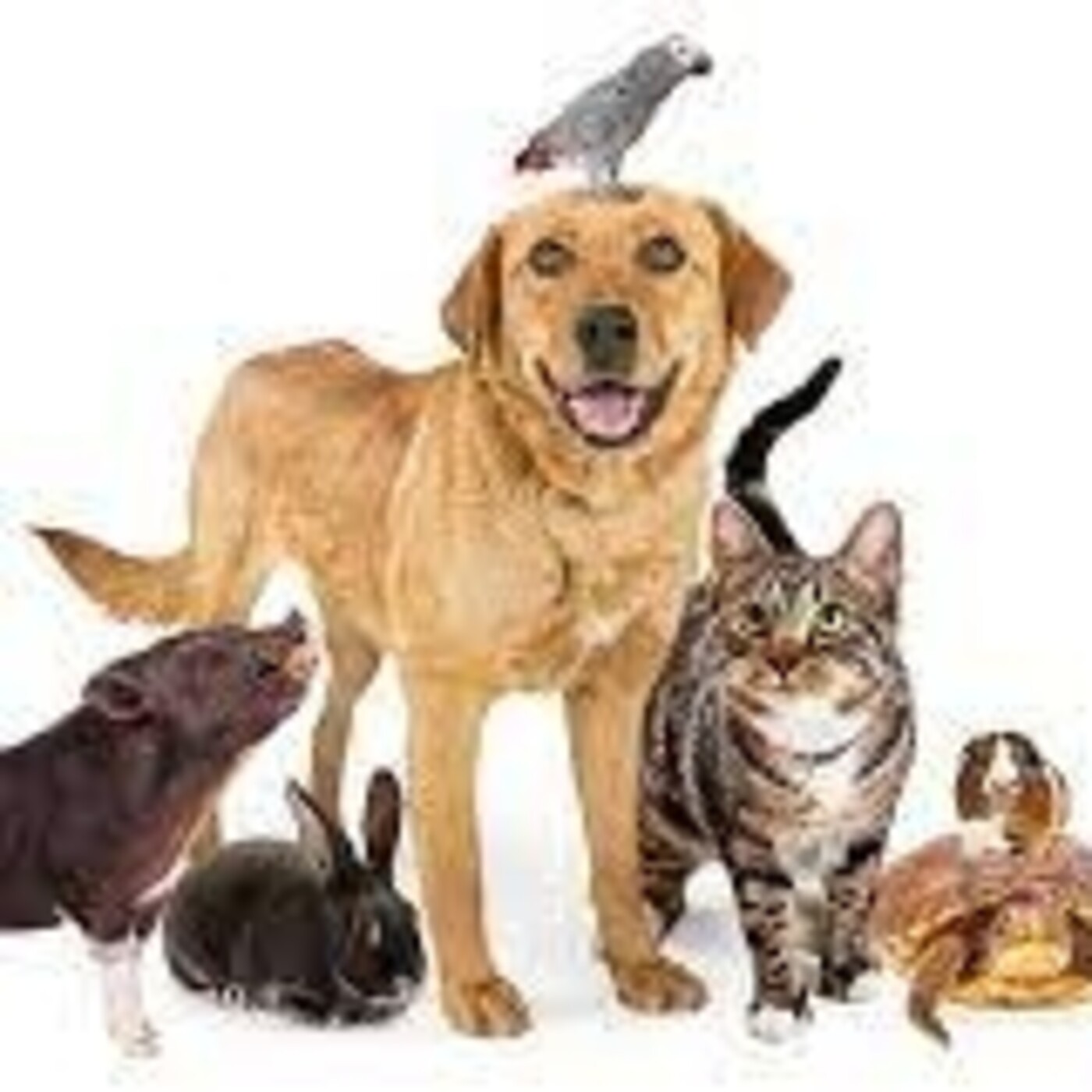 Programa 1x12: especismo, Las fronteras de la empatía