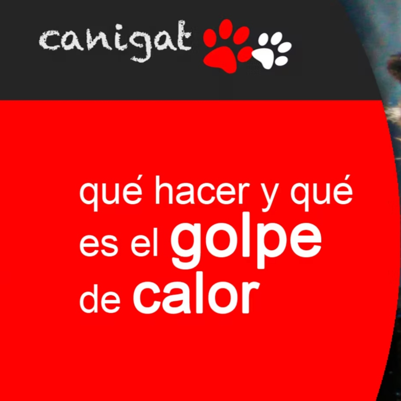 Consejos veterinarios de perros y gatos by canigat