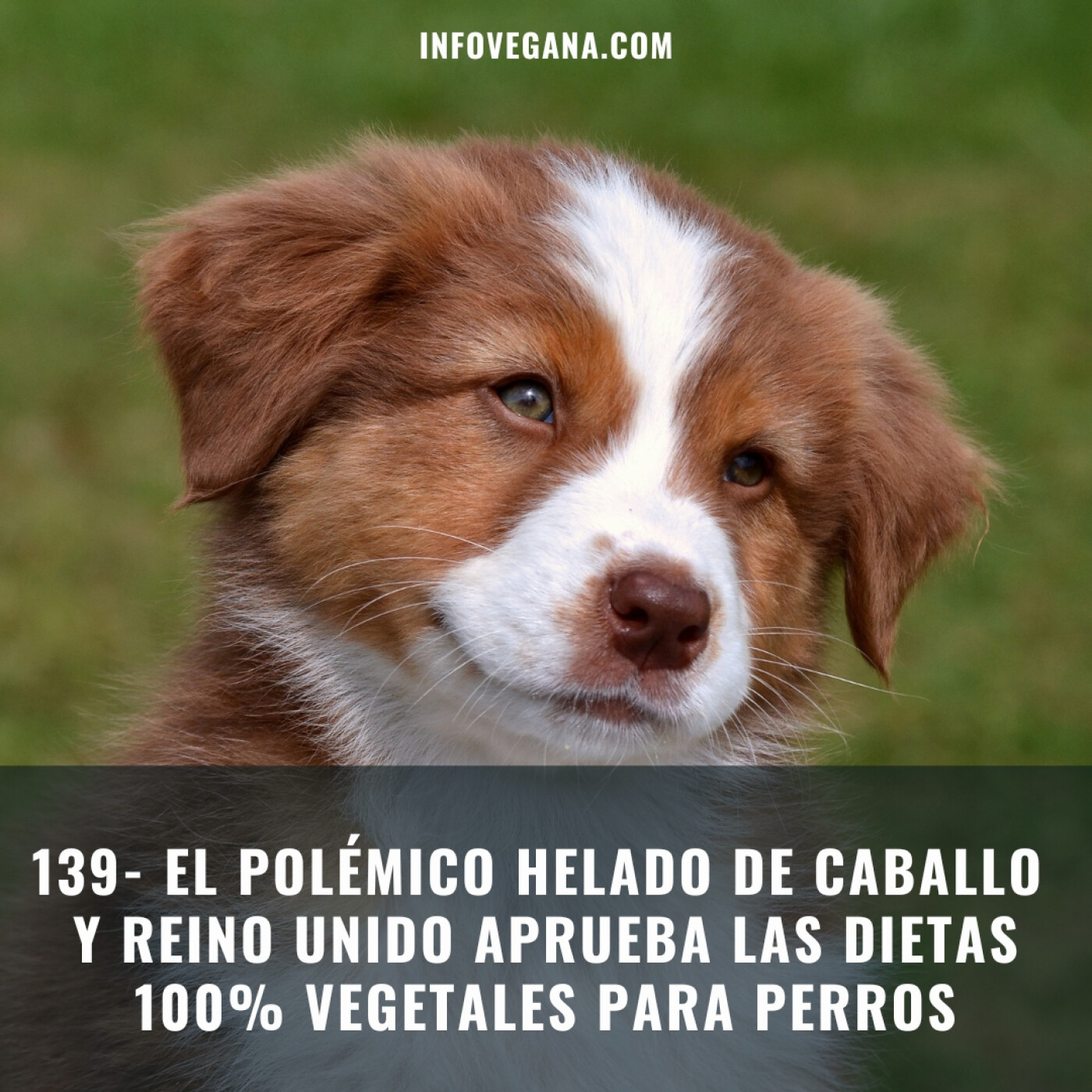 Infovegana, podcast de veganismo y sostenibilidad