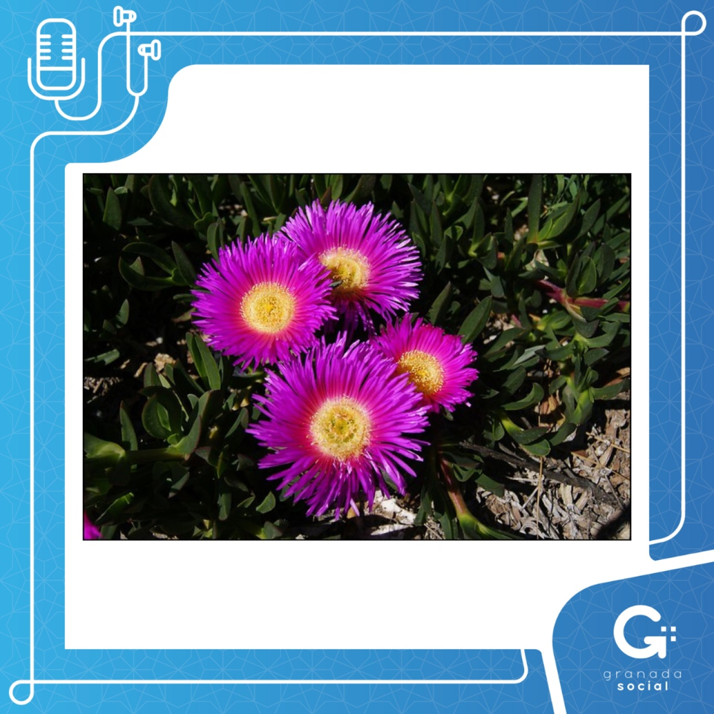 FLOWERING - Javier Hernández episode artwork