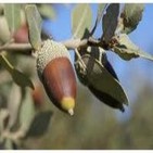 LA ALIMENTACION HUMANA CON BELLOTA, UN POSIBLE REMEDIO A LA CRISIS AGRARIA Y AMBIENTAL - AudioArtículo - Félix Rodrigo