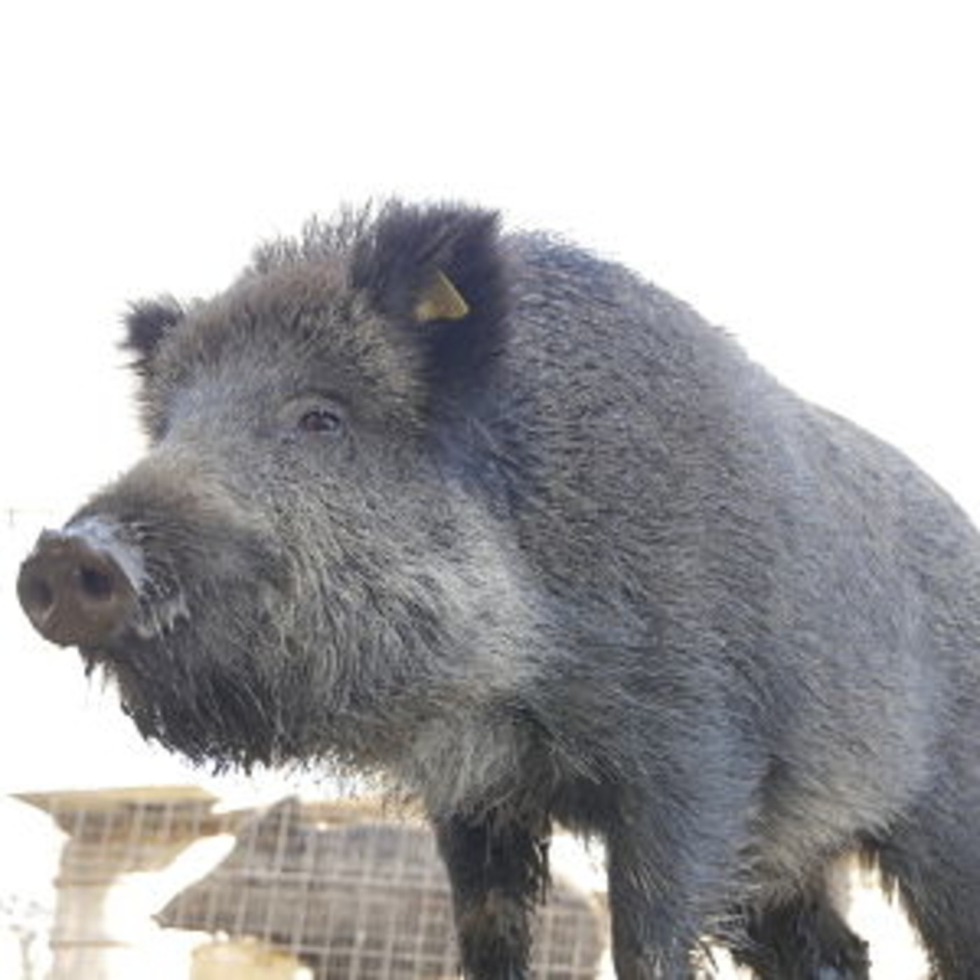 Nunca serás tan joven