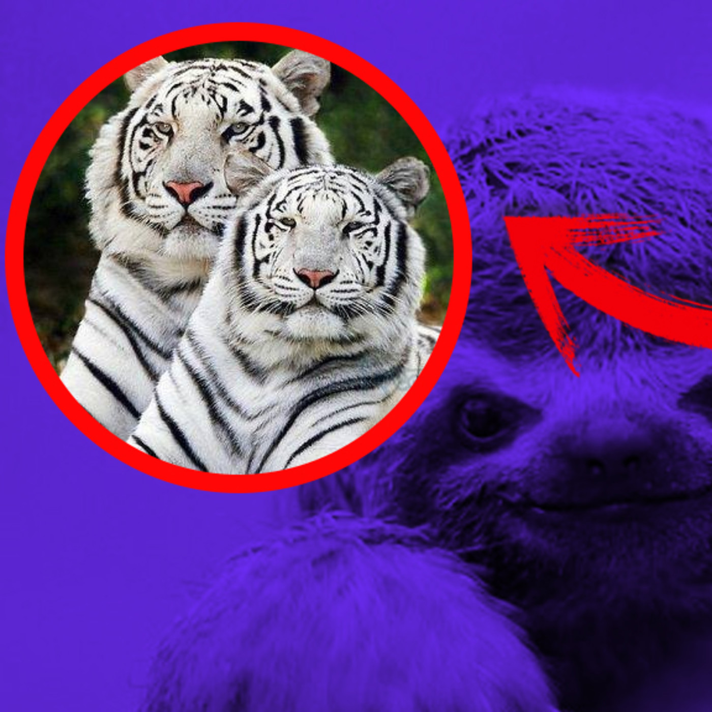 ATOPE Animales