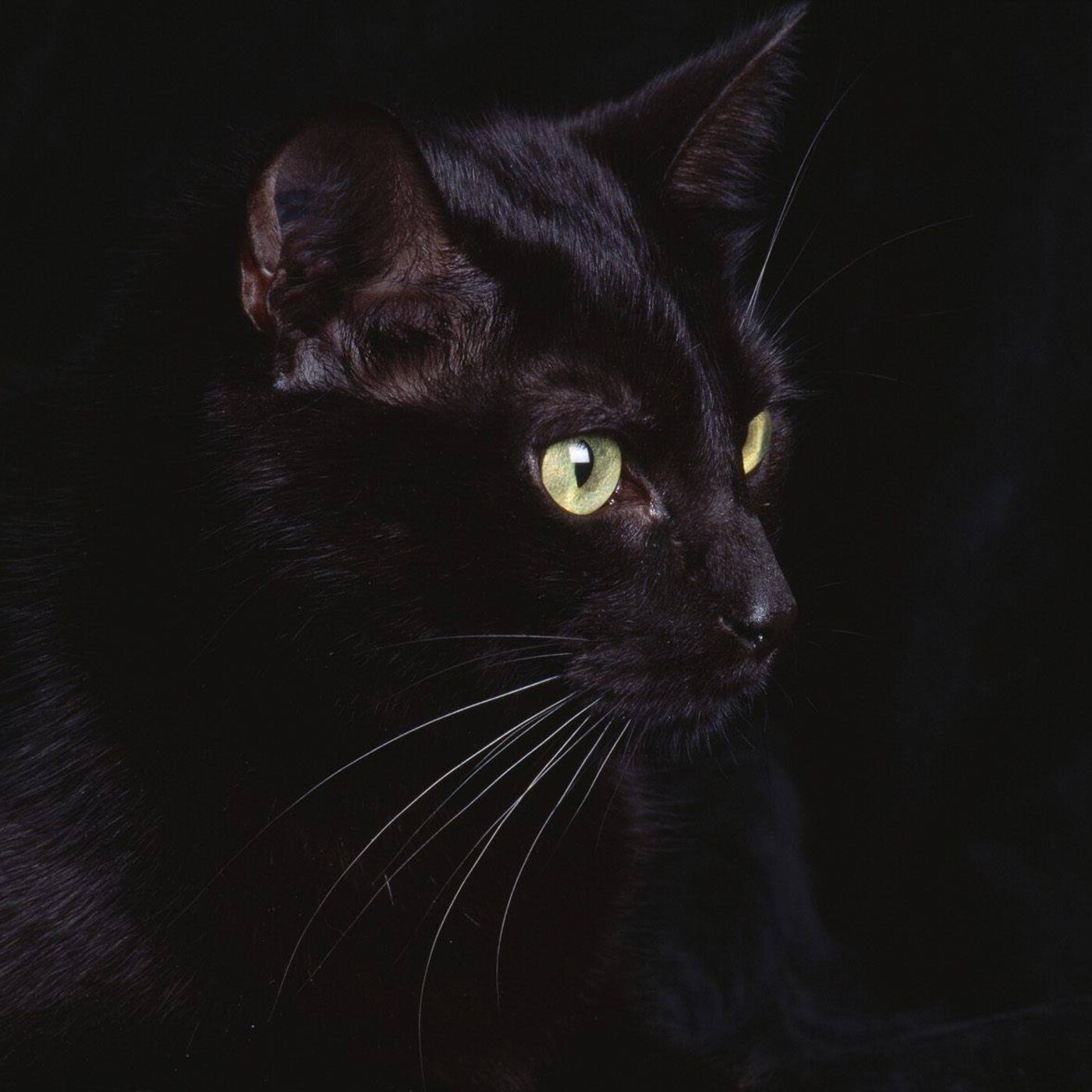 PODCAST de El Kallejón del Gato