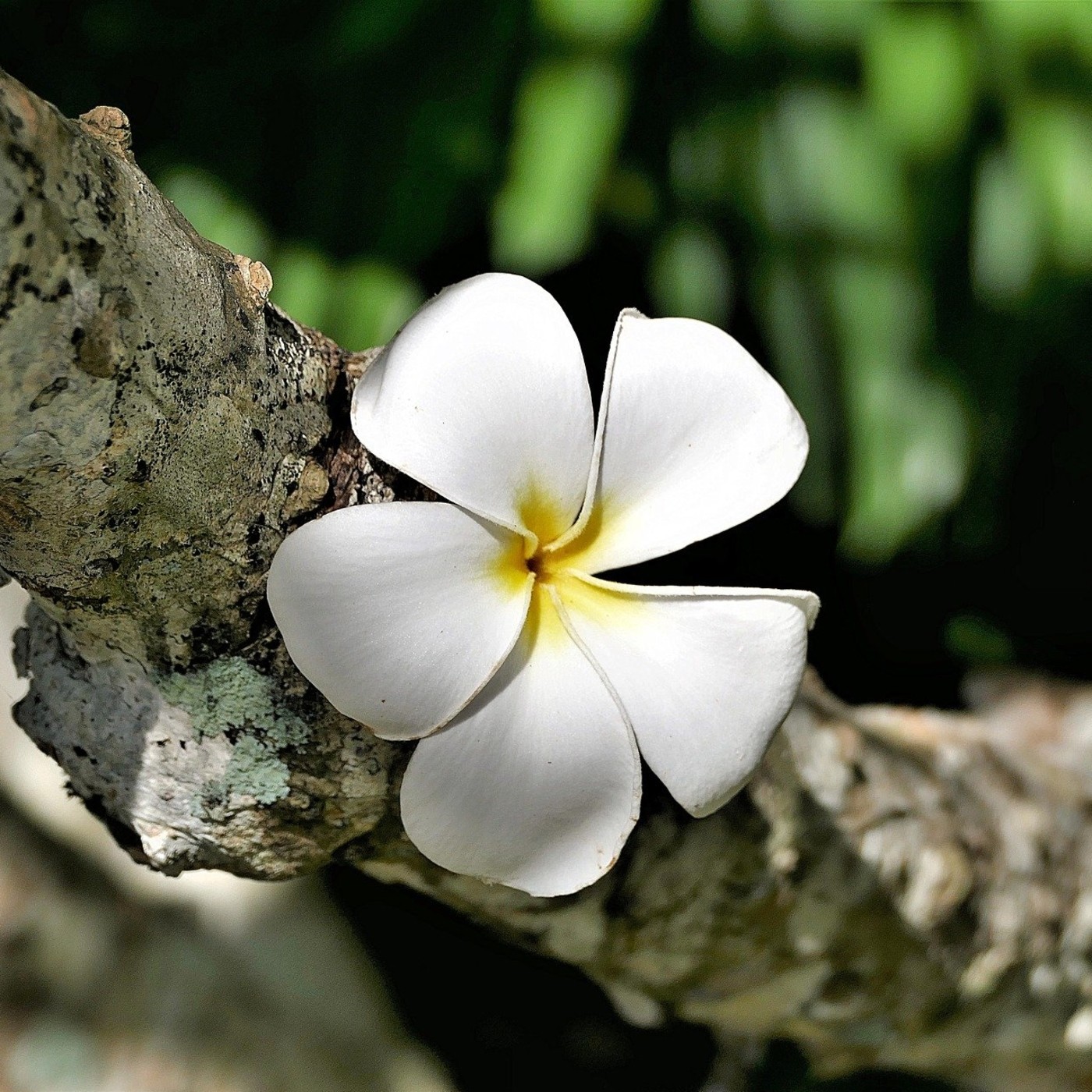 Sobre la crisis actual. Lorenzo Trujillo
